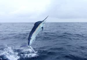Costa Rica Fishing Questions | Tico Travel