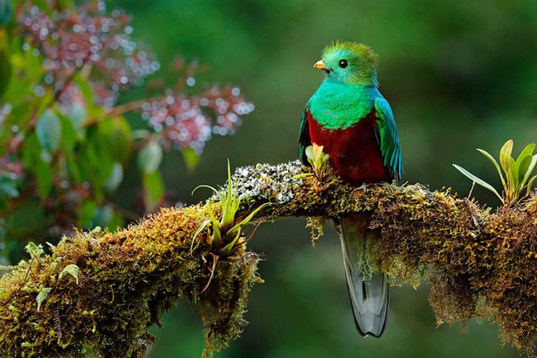 where-are-quetzal-birds-found-17-interesting-facts-tico-travel