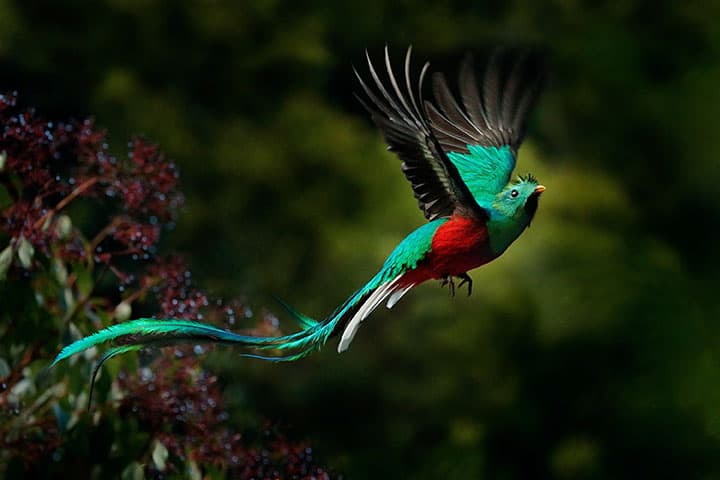 Costa Rica Quetzal