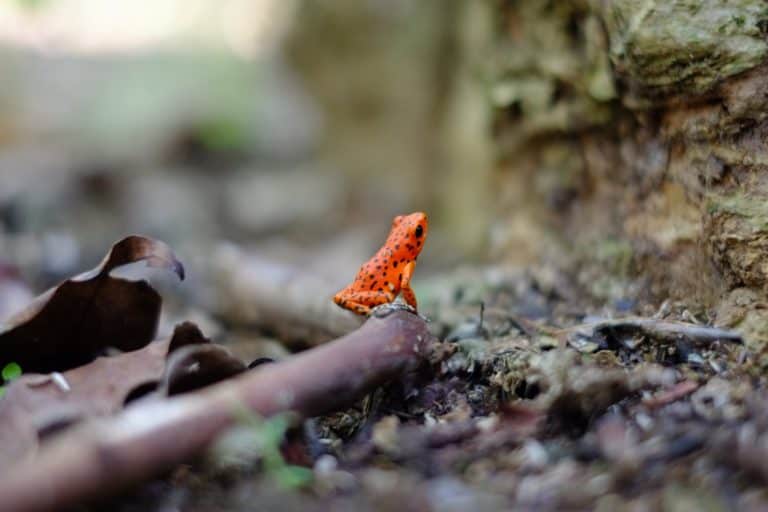 17 Interesting Fact About A Poison Dart Frog Tico Travel