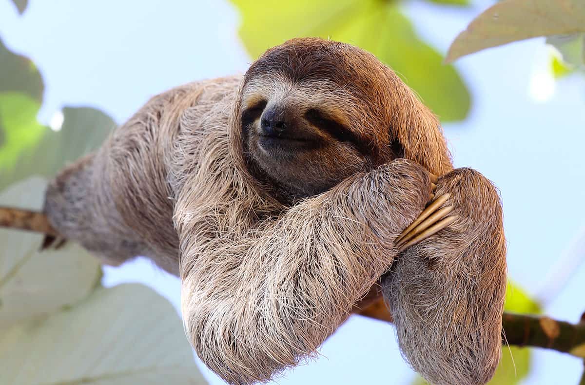 Sloth in a tree in Costa Rica