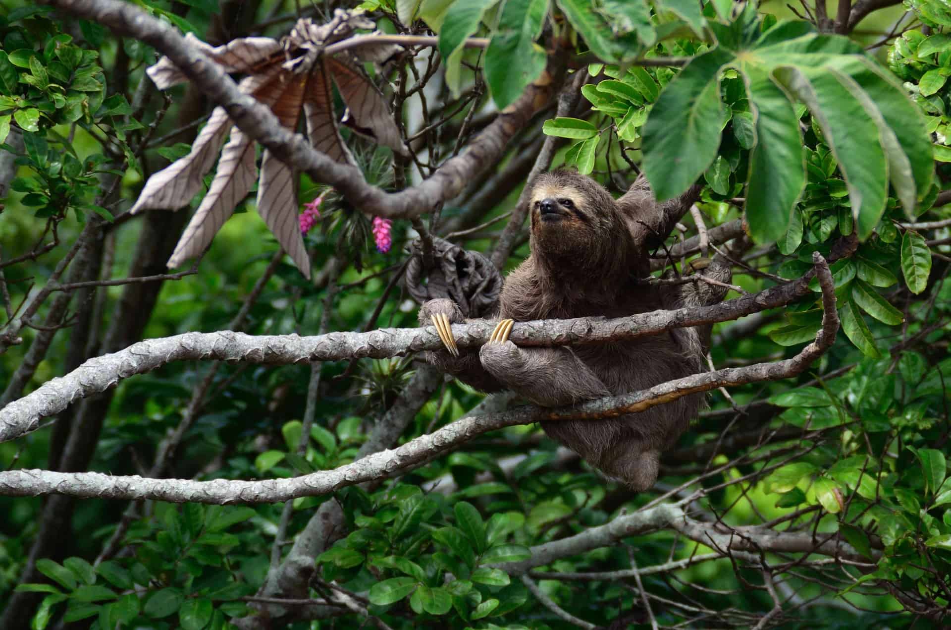 Sloth hanging from a branch in Costa Rica
