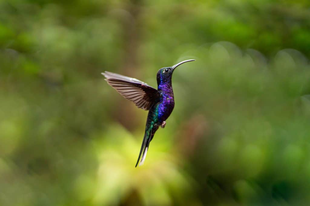 A hummingbird in the Monteverde cloud forest, Costa Rica