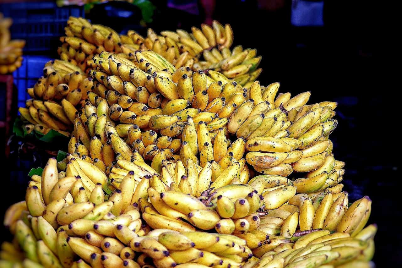 Where are Bananas Grown in Costa Rica? Tico Travel