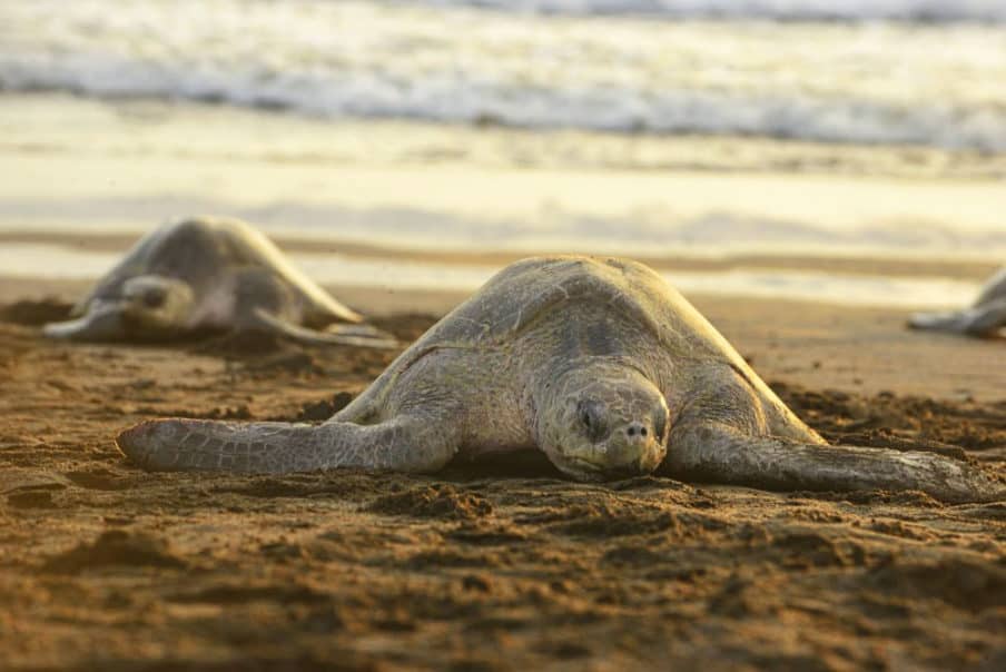 Turtles in Costa Rica: What Where and When - Tico Travel