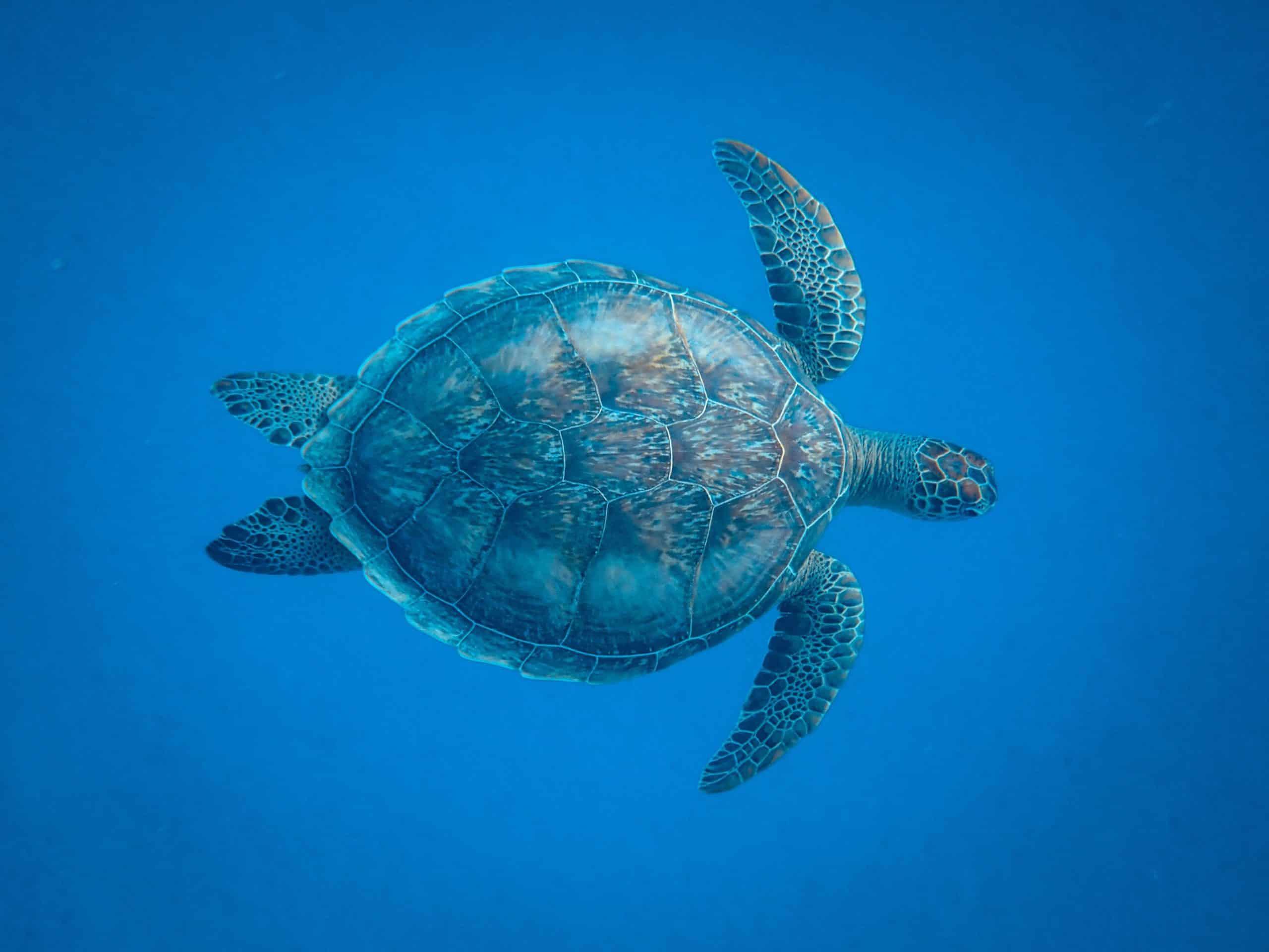 Featured image for “Visiting Costa Rica’s Cano Island: The Ultimate Guide”