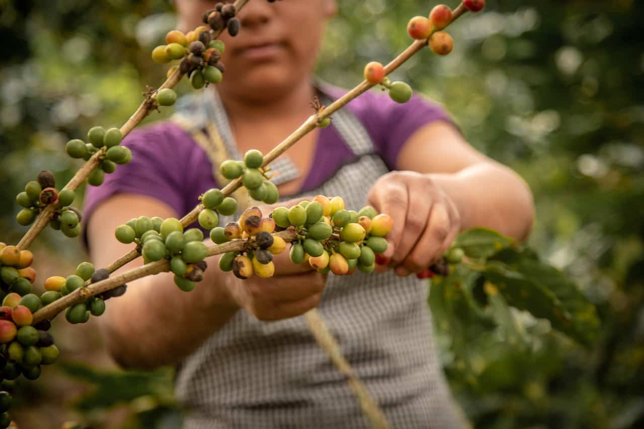 Coffee farm in Costa Rica