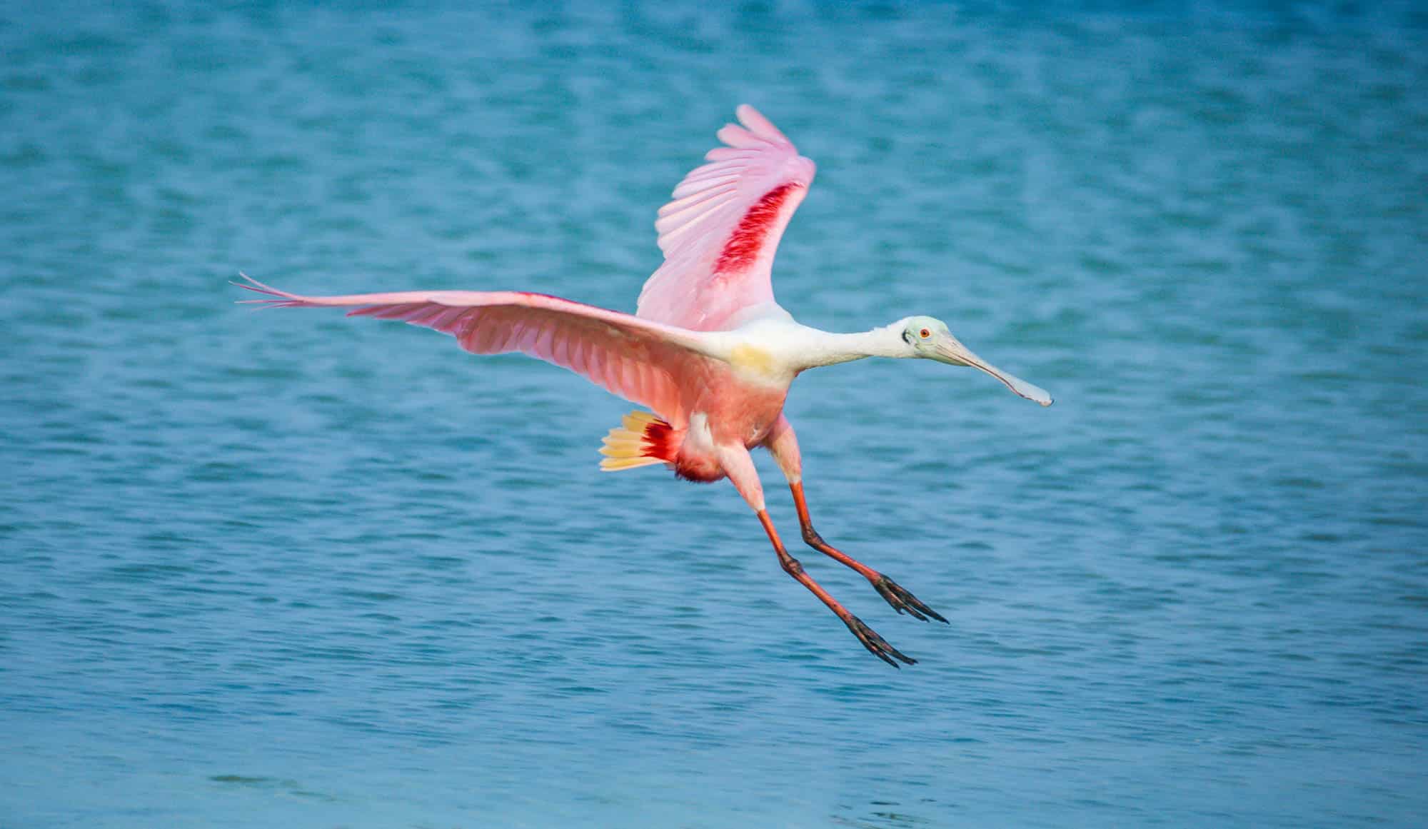 Featured image for “Visiting Costa Rica’s Wetlands: Mangroves to Marshes”