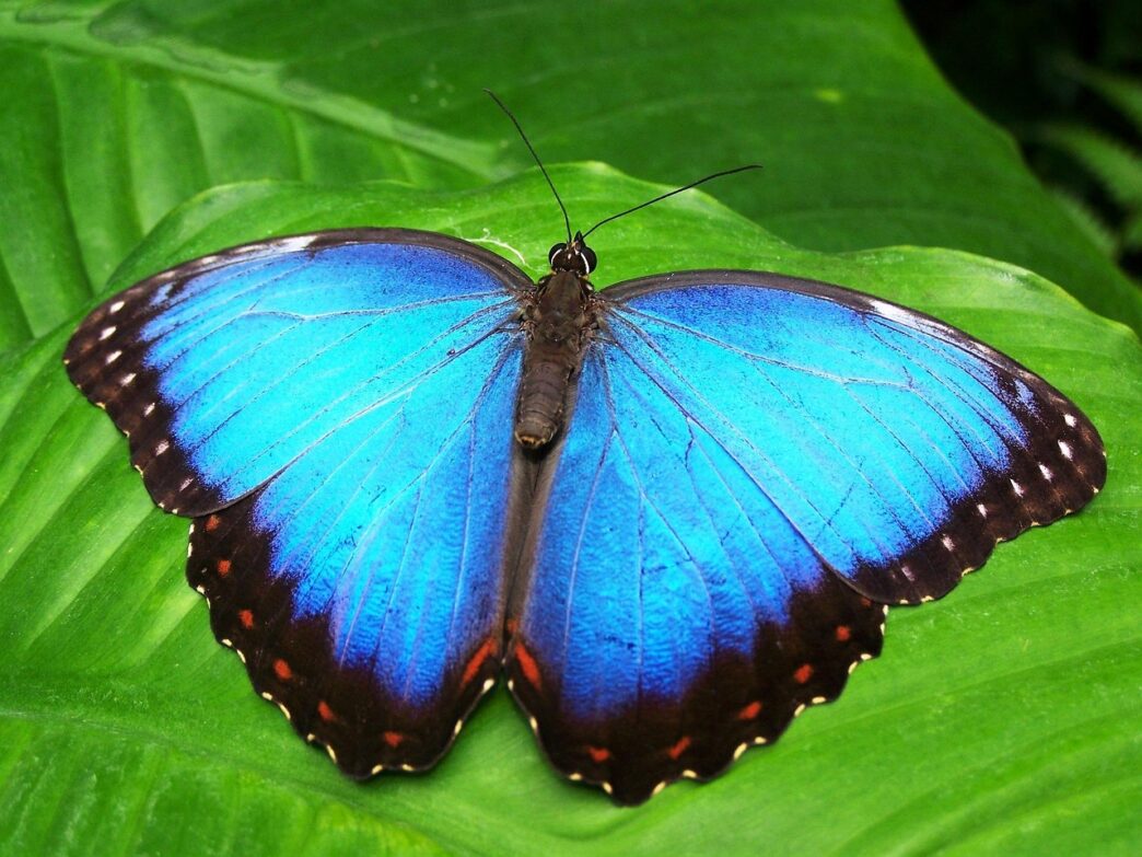 Costa Rica Morpho Butterfly
