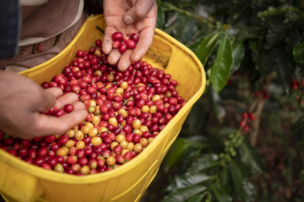 Costa Rica Coffee Farm