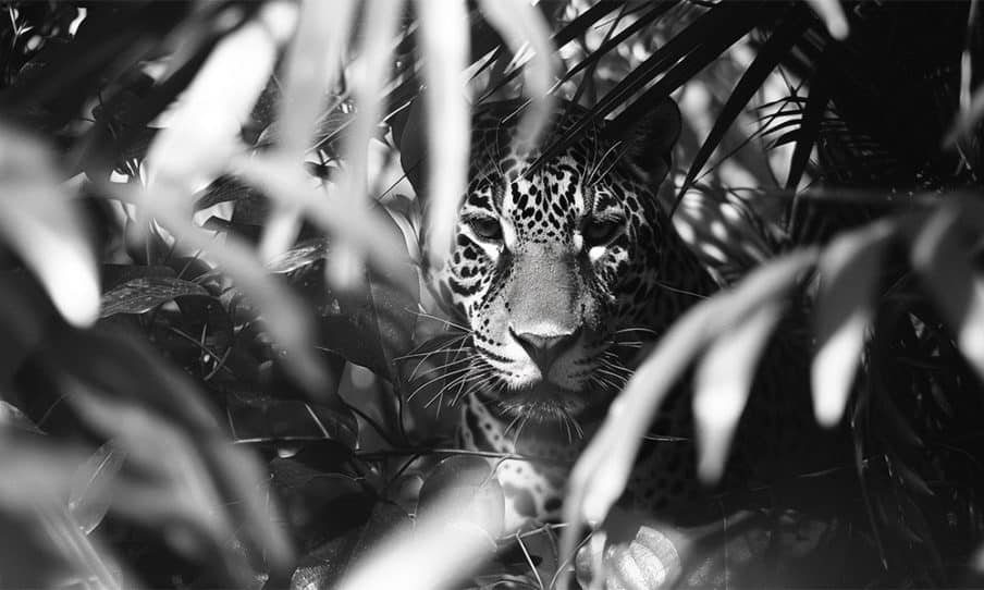 Jaguars in Costa Rica