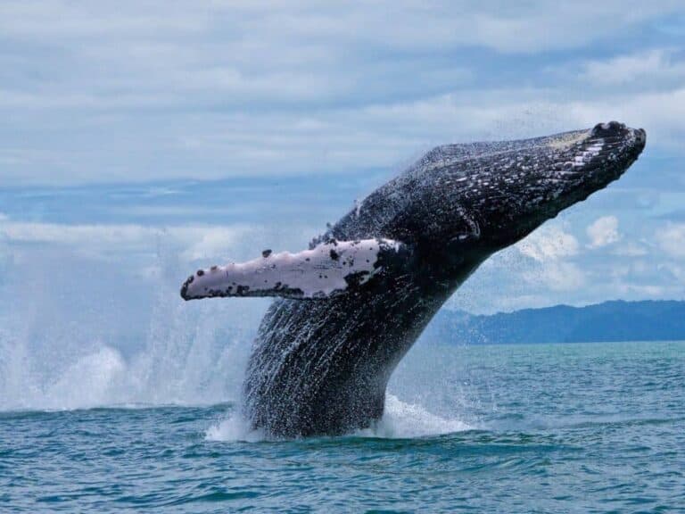 Visiting Costa Rica s Ballena National Marine Park