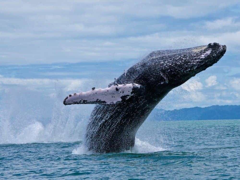 Whale Watching in Costa Rica