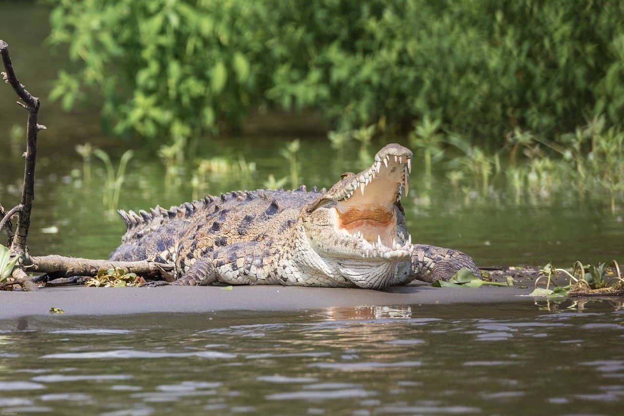Crocodile in Costa Rica