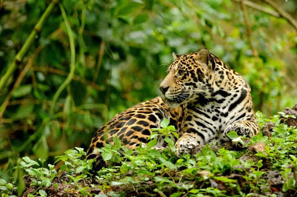 Jaguar in Costa Rica