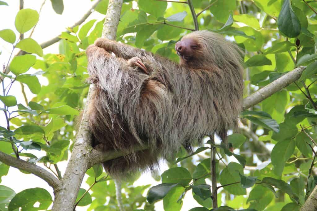 sloths in Costa Rica