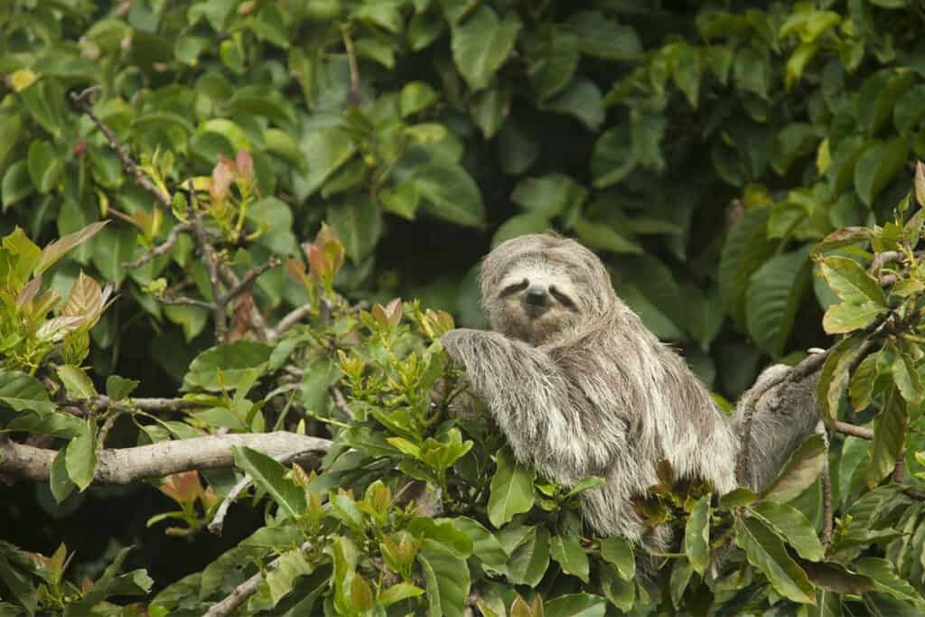 Sloths in Costa Rica