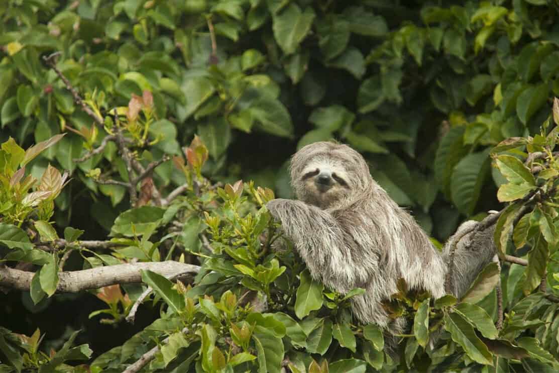 Sloths in Costa Rica