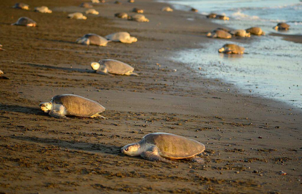 Turtles in Costa Rica