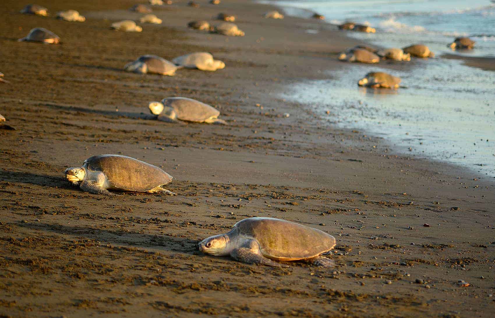 Featured image for “10 Iconic Animals You Can See in Costa Rica”