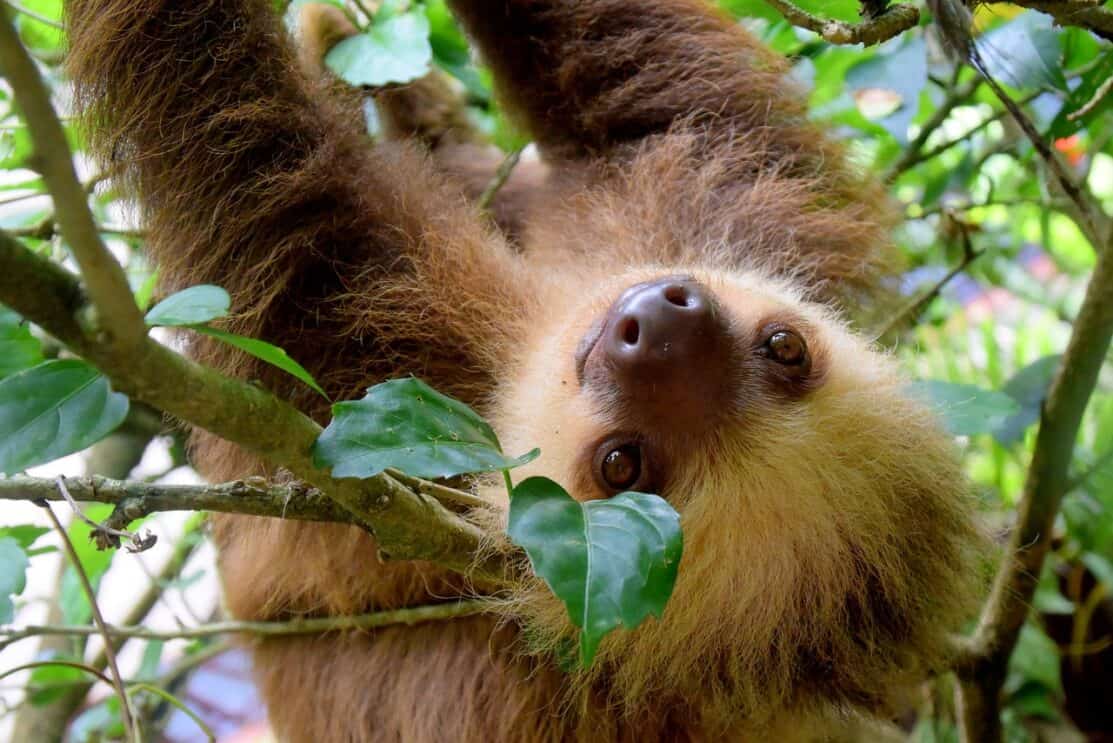 sloth costa rica puerto viejo