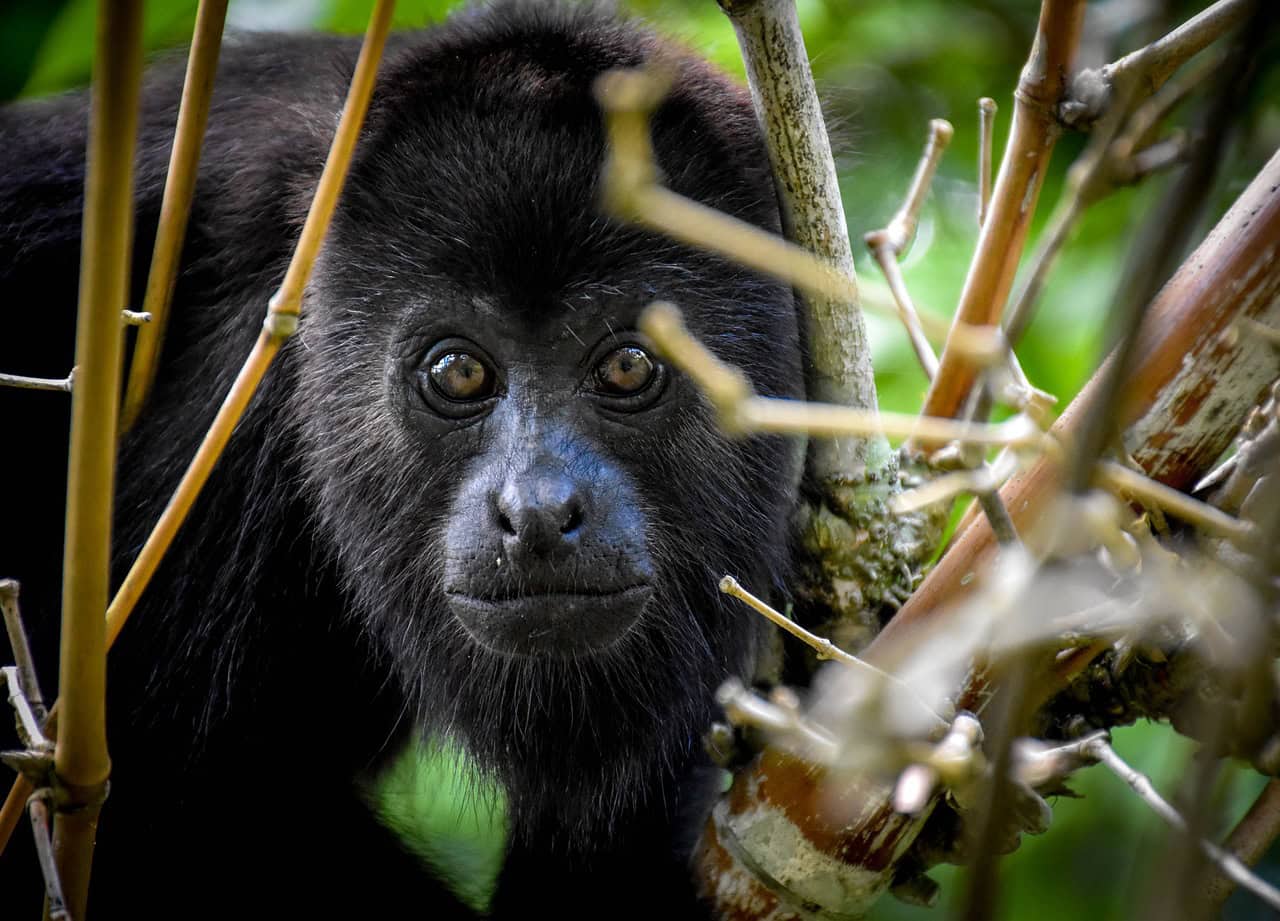 Featured image for “Your Ultimate Guide to Costa Rica’s Incredible Wildlife”