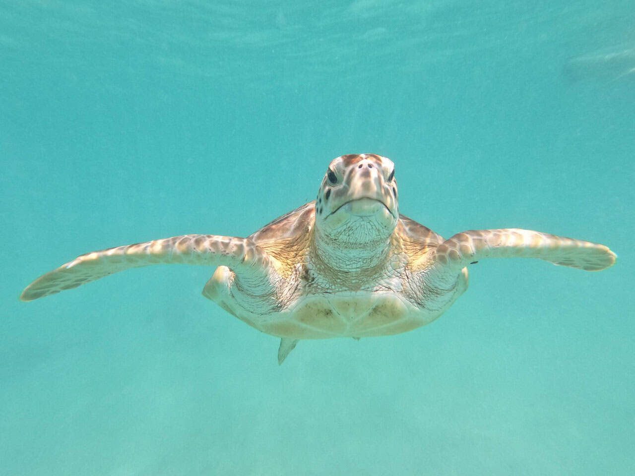 Green sea turtle