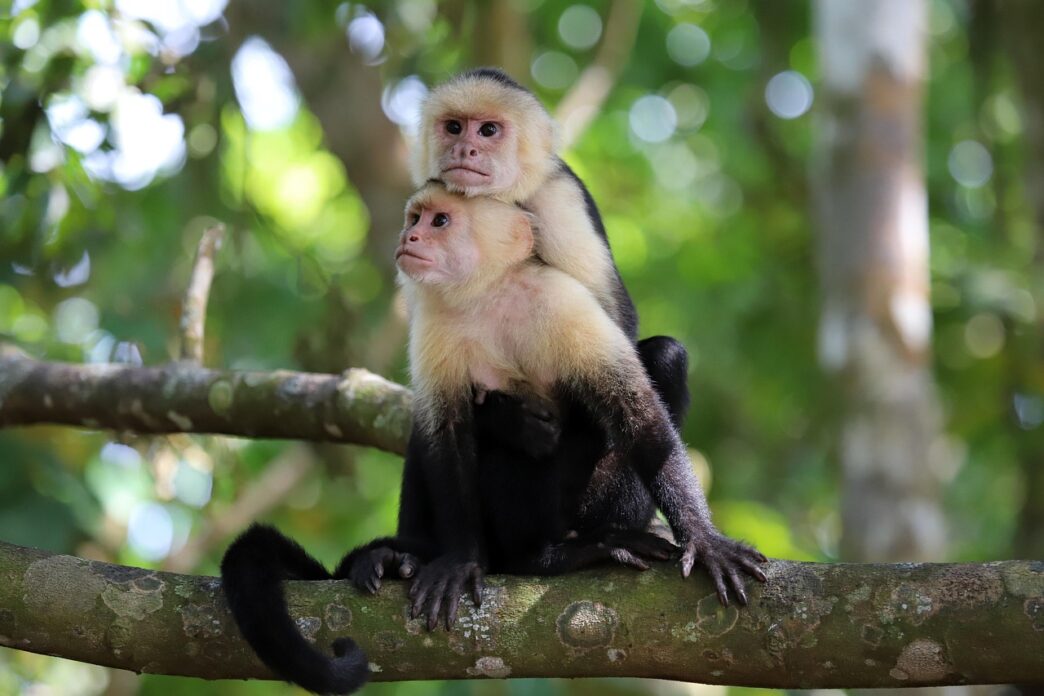 White Faced Monkey Costa Rica