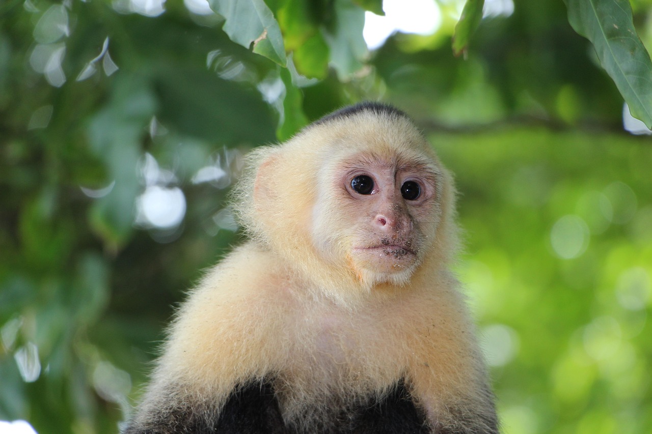 White faced Monkey in Costa Rica