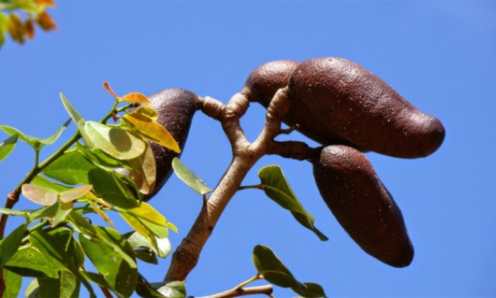 Featured image for “Guapinol Tree in Costa Rica: Uses, Growth, and Conservation”