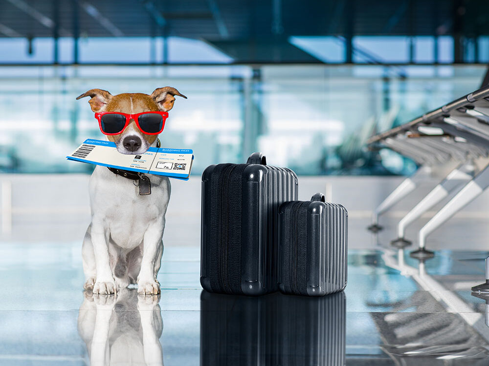 Traveling to Costa Rica with a Pet