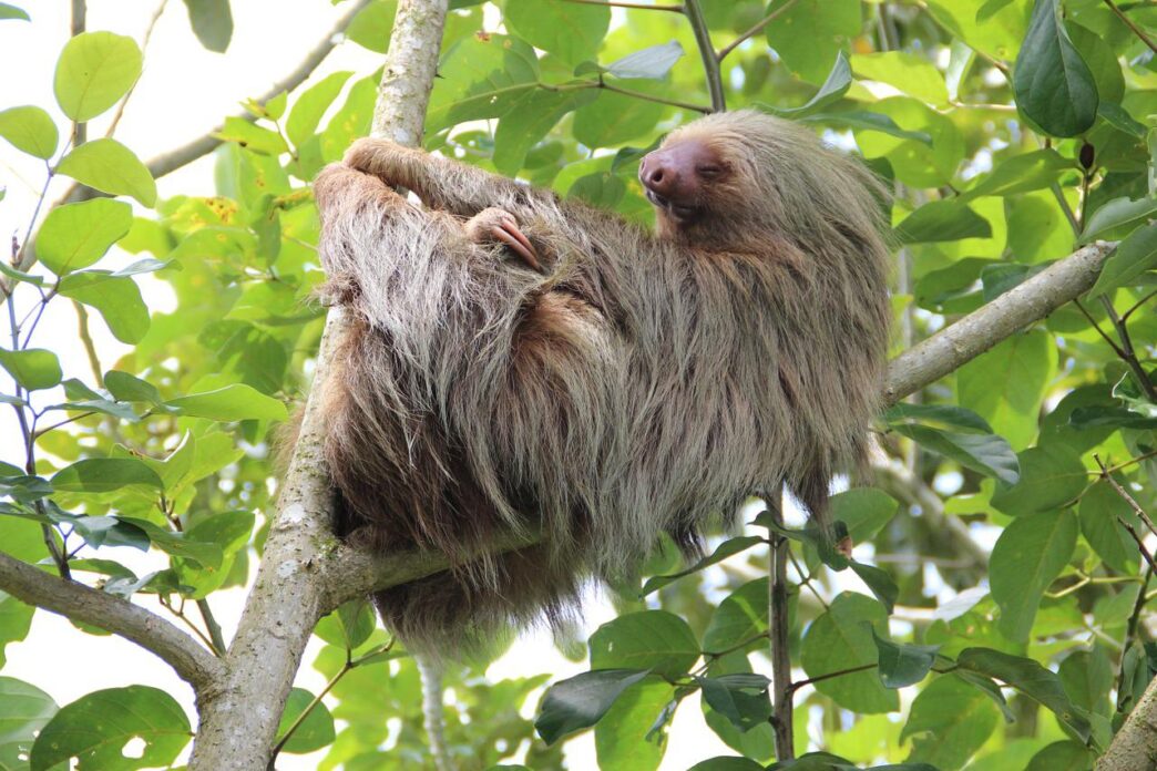 Where to see sloths in Costa Rica
